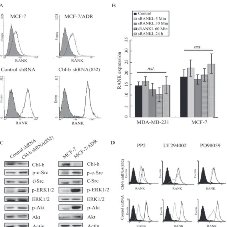 Figure 6: Cbl-b negatively regulated RANK expression by inhibiting p-Src, p-Akt, and p-ERK levels