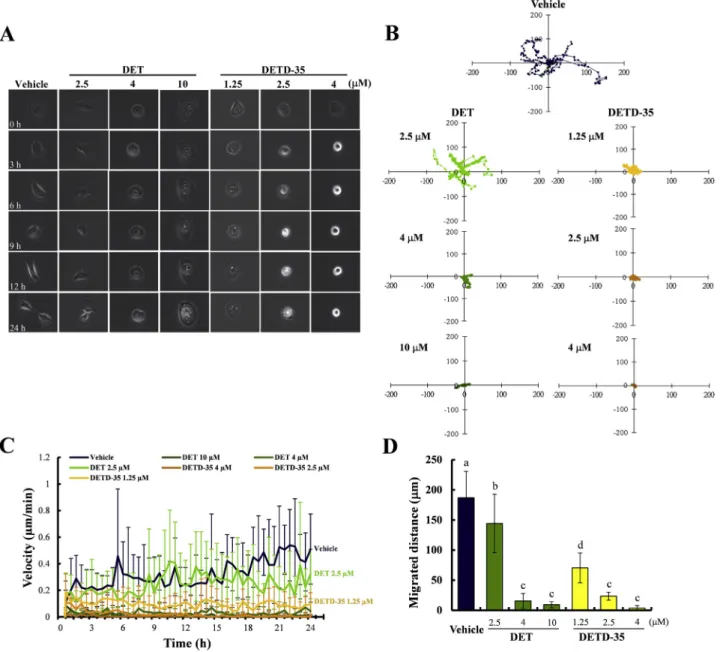 Figure 7 e Migration kinetics of MDA-MB-231 cells treated with DET and DETD-35. (A) MDA-MB-231 cell morphology after treating with vehicle, DET or DETD-35