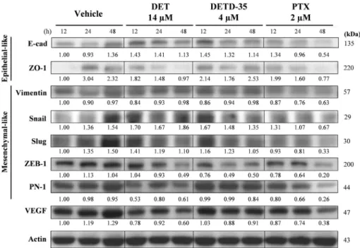 Figure 8 e Western blot analysis of several epithelial-to-mesenchymal transition protein markers in MDA-MB-231 cells treated with indicated drug or compounds