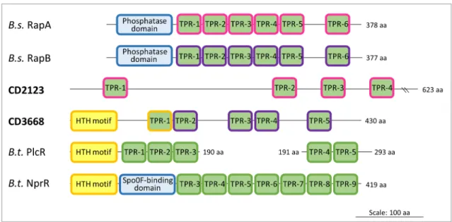 Figure 1. Identification of putative Rap orthologs in C. difficile