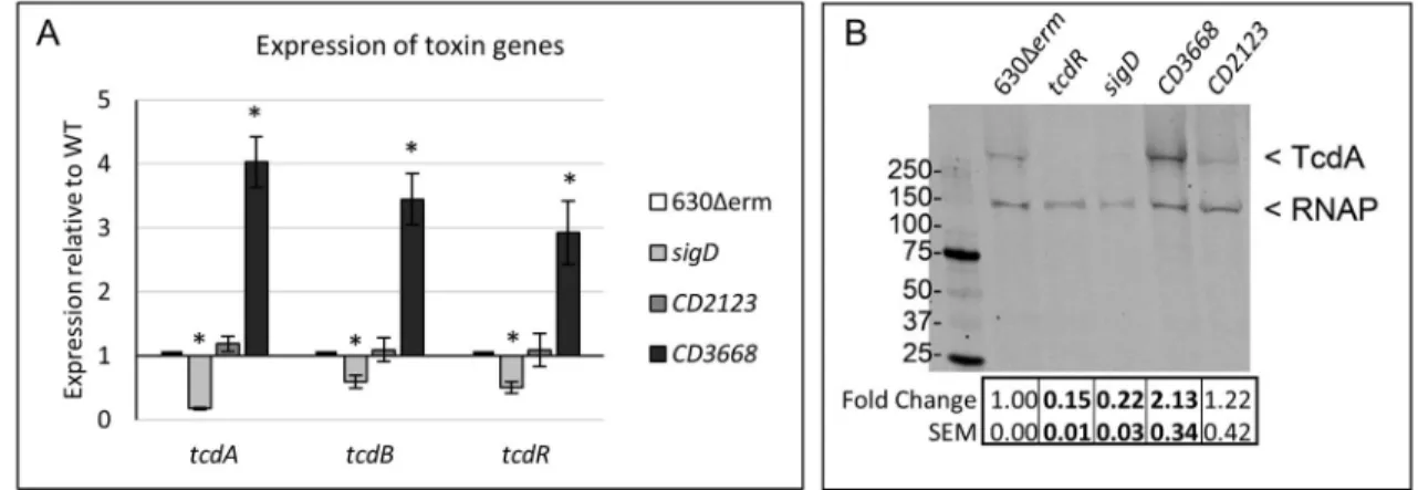 Figure 4. Toxin gene expression and TcdA protein levels are increased in a CD3668 mutant (A) qRT-PCR analysis of tcdA, tcdB and tcdR in 630Δerm, sigD (RT1075), CD2123  (MC379) and CD3668 (MC391) grown on 70:30 sporulation agar at H 12 