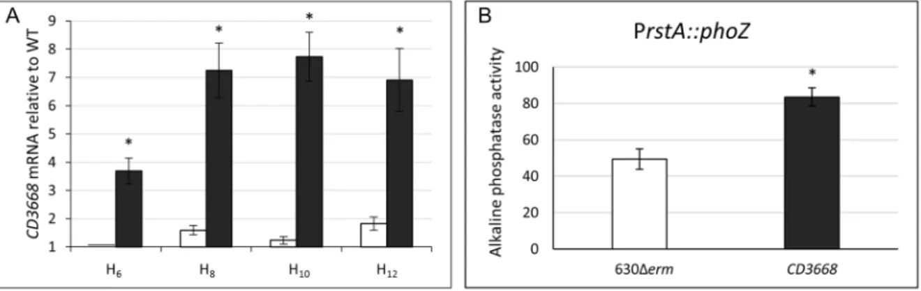 Figure 6. Expression of rstA is increased in the rstA mutant