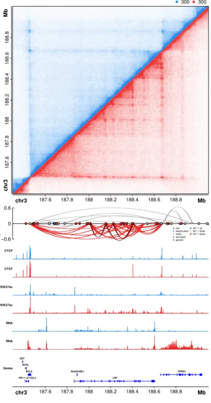Figure 6: AP-1 bound activation  hub  formed  during  PMA  induced differentiation of THP-1  cells  on  chromosome  3