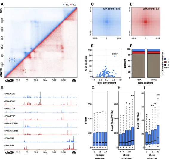 Figure 1: Integrative genomic profiling reveals principles of DNA looping in untreated and +PMA treated THP-1  cells