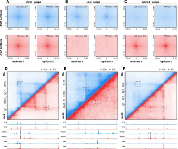 Figure 2: Detection and visualization of differential looping events during differentiation