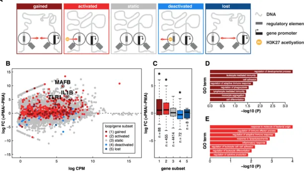 Figure  3:  Expression  and  function  of  genes  correlate  with  dynamic  loop  type  and  distal  chromatin  state