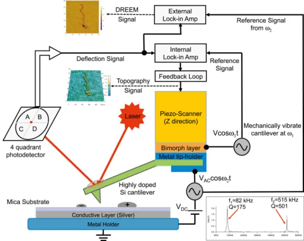 Figure 1. Instrumental Design for Simultaneous AFM and DREEM Imaging