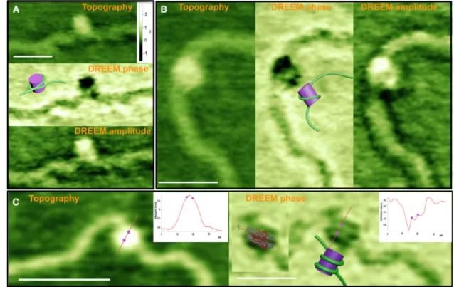 Figure 2. Representative Topographic AFM and DREEM Images of Nucleosomes