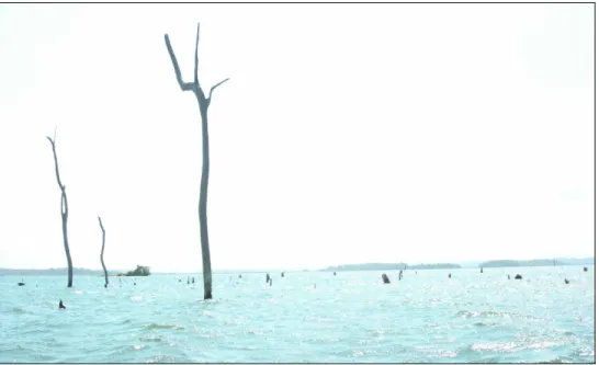 Figure 2.3: Dead forests break the surface of Gatun Lake. 