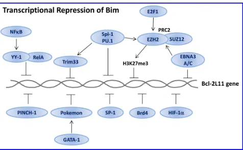 Figure 5: Transcriptional repression of Bim. Several transcription factors prevent Bim transcription