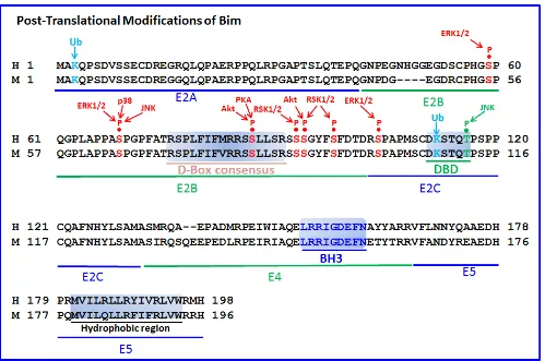 Figure 7: Post-translational modifications of Bim. The amino acid sequences of human (H) and mouse (M) BimEL have been aligned, and important post-translational modification sites of Bim highlighted