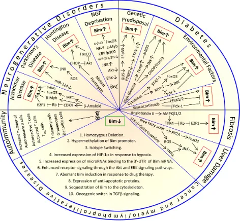 Figure 8: Abberant Bim expression in diseases. Elevated Bim expression is associated with neuronal degenerative diseases, diabetes, fibrosis and liver damage, while too low or absent Bim expression is associated with cancer (Section 4)