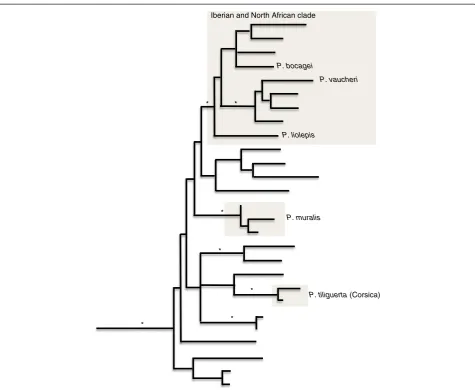 Figure 1 Schematic representation of the current hypothesis for evolutionary relationships within Podarcis (according to [9], basedstrictly on mitochondrial DNA), with an emphasis on the species included in this study