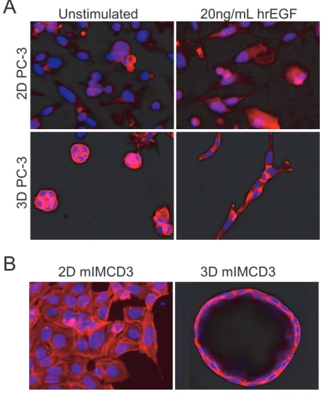 FIGURE 1 3D cell cultures provide a more physiologically relevant context for drug  screening
