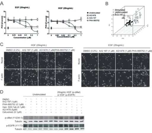 FIGURE 3 Discriminating on-target effects from off-target effects. A) HGF- (left panel)  and EGF-induced (right panel) phenotypes can be inhibited by small molecules  targeting c-Met and EGFR, respectively