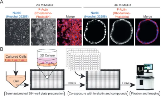 FIGURE 1   3D high-content screening platform that uses mIMCD3 cysts grown in  hydrogels as an in vitro model for polycystic kidney disease