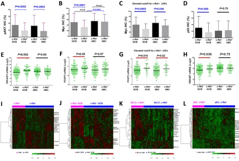 Figure 3: Gene and protein expression analysis correlating with c-Rel nuclear expression
