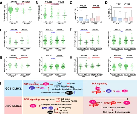 Figure 4: Crosstalk between c-Rel and the p53 pathway. A. In ABC-DLBCL with MUT-p53, c-Rel nuclear expression was associated with significantly higher TP53 mRNA