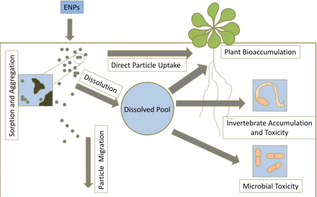 Figure  1.6  Transformation   and   key   processes   of   engineered   nanoparticles   in   soil   (modified  from  Klaine  et  al)