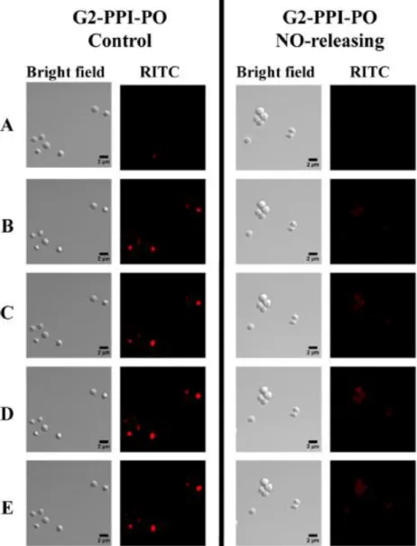 Figure  2.5  Confocal  microscopy  images  of  RITC-modified control  and  NO-releasing  G2   PPI-PO  dendrimer  (400   μg/mL) association  with   S