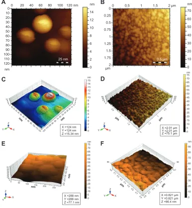 Figure 7 AFM images of Ag NPs embedded in HPC thin films confirming the symmetrical and spherical geometry of the Ag NPs.Notes: (A and C) hPc–ag NPs 50 mmol; (B and D) hPc–ag NPs 75 mmol; (E and F) hPc–ag NPs 100 mmol agNO3.Abbreviations: aFM, atomic force microscopy; NPs, nanoparticles; hPc, hydroxypropylcellulose.