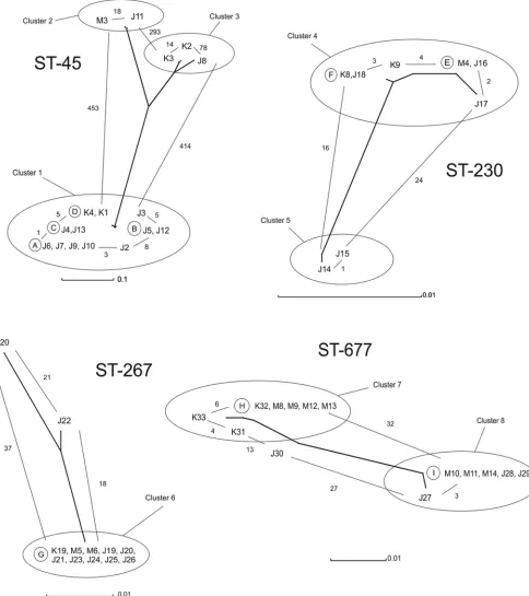 FIG 3 The neighbor-net networks of the C. jejuni isolates of the four common STs (ST-45, ST-230, ST-267, and ST-677)