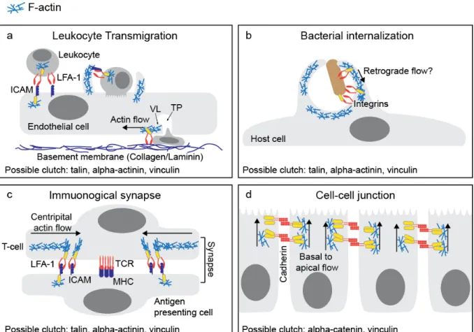 Figure 1.3.  Molecular clutches may mediate diverse cell adhesive interactions. 