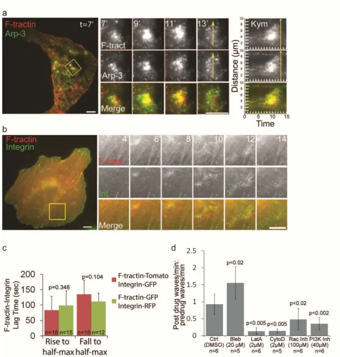 Figure 2.2. Arp2/3-containing ventral F-actin waves are followed by integrin waves in U2OS cells   (a) LEFT: Total internal reflection fluorescence microscopy (TIRFM) image of a U2OS cell expressing  F-tractin-tdtomato to label actin filaments (red) and Ar
