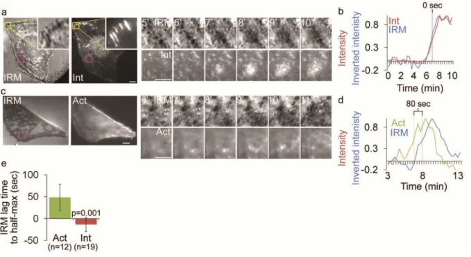 Figure 2.4.  Integrin waves and ventral F-actin waves are visible by Interference Reflection  Microscopy  