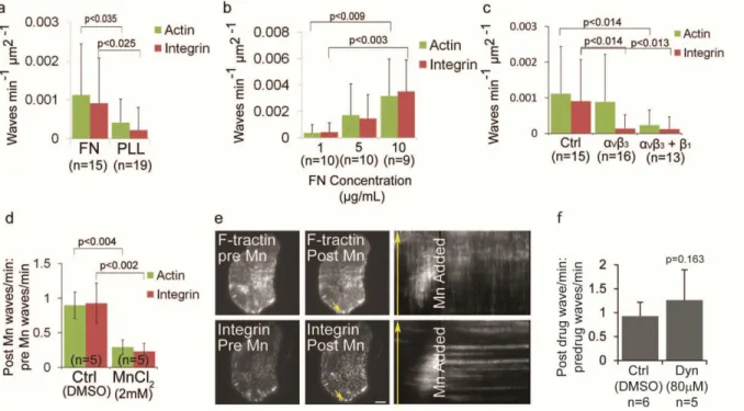Figure 2.5.  Ventral F-actin and integrin waves require integrin engagement to extracellular matrix     