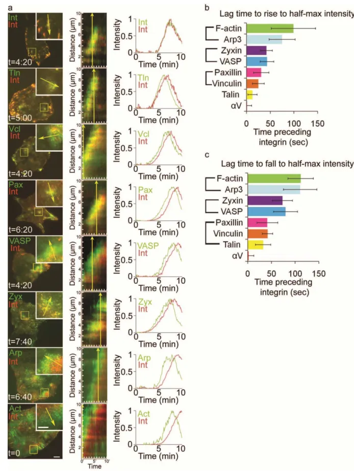 Figure 2.6.  Focal adhesion (FA) proteins assemble into integrin waves in a precise order  