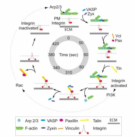 Figure 2.7. Speculative model of adhesive F-actin wave assembly and disassembly 