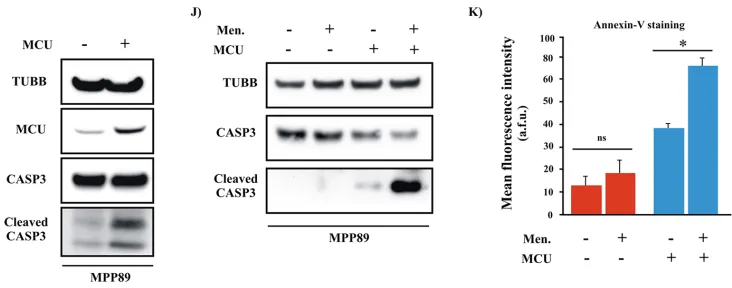 Figure 5: Positive modulation of Ca2+Western blot and Annexin-V assays in MCU-expressing cells