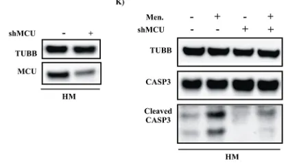 Figure 6: Increased mitochondrial Ca2+J–K.(K) Immunoblot showing the amount of cleaved CASP3 in total HM cell transfected with shMCU