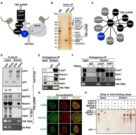 Figure 1. Identification of KAP1 as an Interactor of the 7SK snRNP Complex