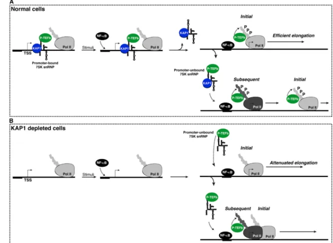 Figure 7. Model for the Role of the KAP1-7SK snRNP Complex in Transcriptional Pause  Release