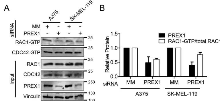 Figure 3. PREX1 regulates active RAC1-GTP, but not active CDC42-GTP, in melanoma cells A375 and SK-MEL-119 cells were transfected with pooled siRNAs #1-3 against PREX1 or  MM control for 48 h, then starved overnight (18 h)