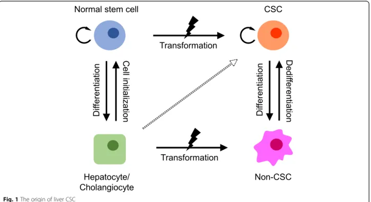 Fig. 1 The origin of liver CSC