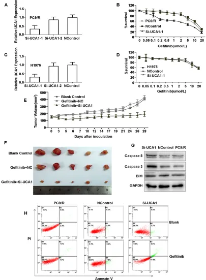 Figure 3: A., C. qRT-PCR detection of UCA1 expression in PC9/R and H1975 cells after silencing of UCA1 by si-RNA