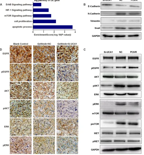 Figure 4: A. Signaling pathways of differentially expressed RNAs. B., C. Western blot analysis the proteins of epithelial-mesenchymal transition(EMT) and EGFR and its downstream proteins in si-UCA1-treated and negative control (NC)-treated PC9/R cells and 