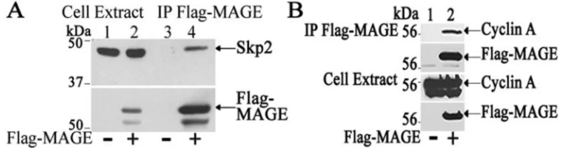 Figure 2. MAGE-A11 interaction with endogenous Skp2 and cyclin A