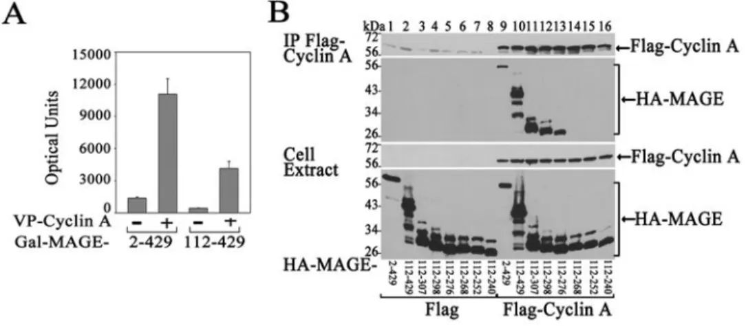 Figure 3. Interaction between MAGE-A11 and cyclin A