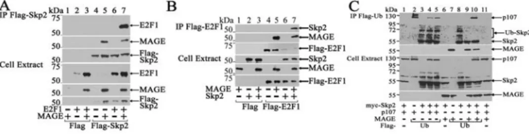 Figure 7. E2F1-MAGE-A11-Skp2 complex and inhibition of Skp2 self-ubiquitination by MAGE- MAGE-A11