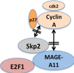 Figure 8. Model of MAGE-A11 interactions with Skp2, cyclin A and E2F1