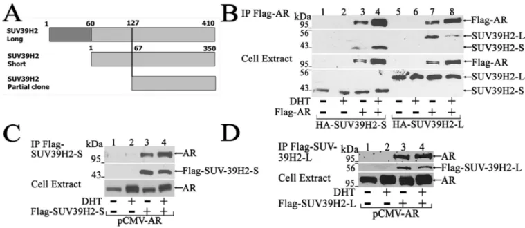Figure 2. AR interacts with SUV39H2