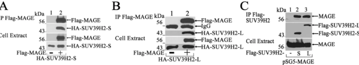 Figure 4. SUV39H2 interacts with MAGE-A11