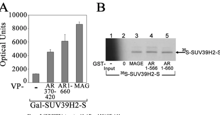 Figure 5. SUV39H2 interacts with AR and MAGE-A11