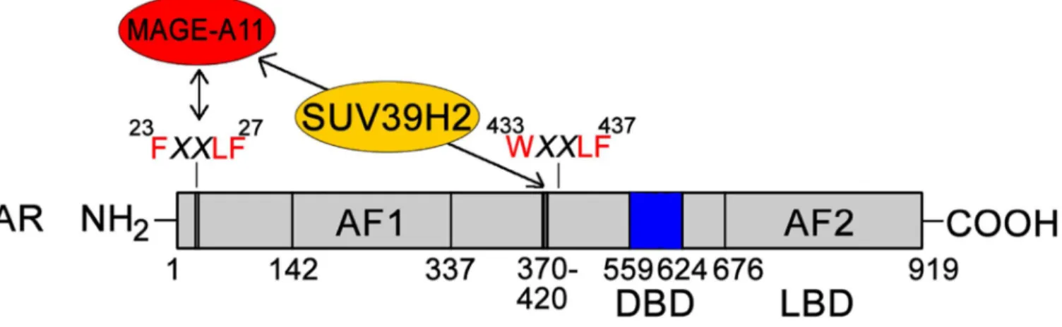 Figure 10. Model of SUV39H2 interaction with AR and MAGE-A11