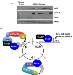 FIG 6 Implication in cell cycle control and malignancy. (A) Ovaries resected from patients with HGSOC were compared to normal ovaries by immunoblotting