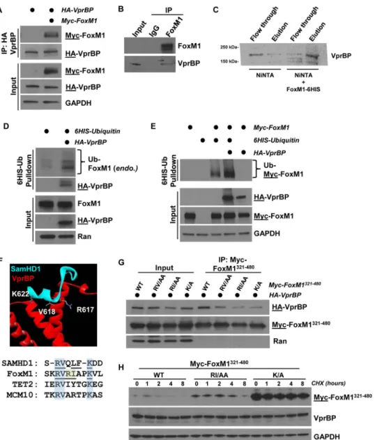 FIG 2 VprBP binds and ubiquitylates FoxM1 in vivo. (A) HA-VprBP and Myc-FoxM1 were transiently expressed in 293T cells